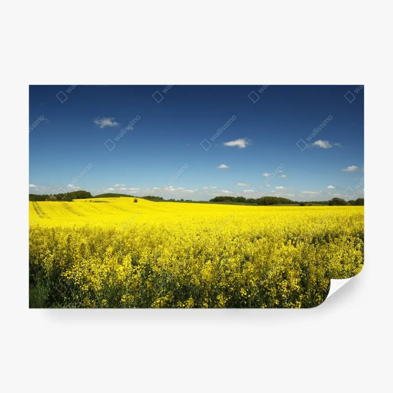 Fototapeten – Wallnifity®
