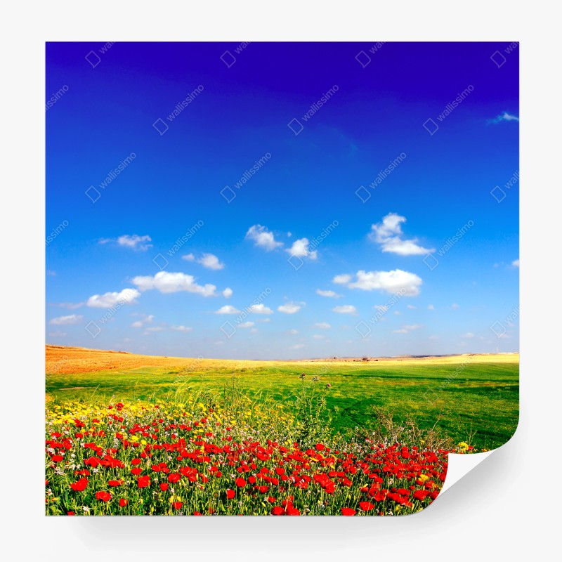 Wiesen – Wallnifity®