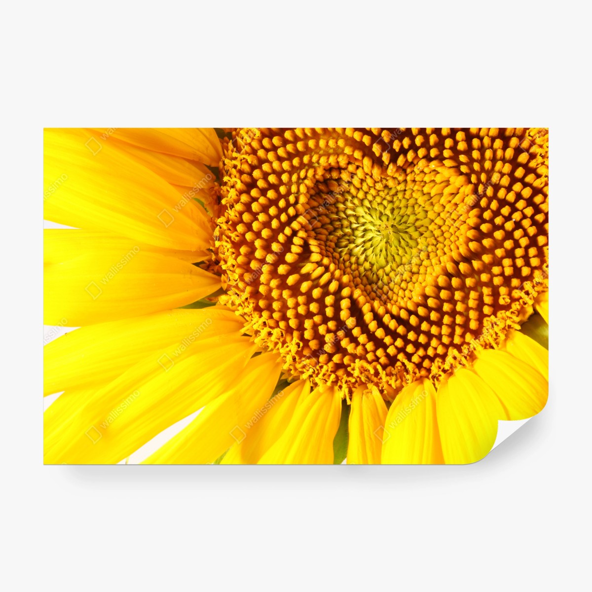 Fototapete sonnenblume mit herzförmiger mitte – Wallnifity® Fototapete sonnenblume mit herzförmiger mitte – Wallnifity®