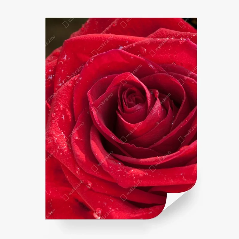 Blumen – Wallnifity®