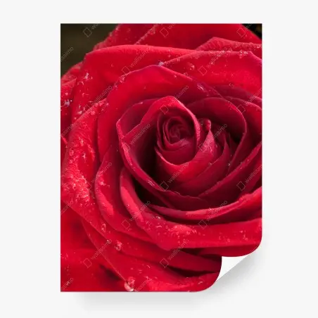 Fototapete rote rose nahaufnahme mit wassertropfen – Wallnifity®