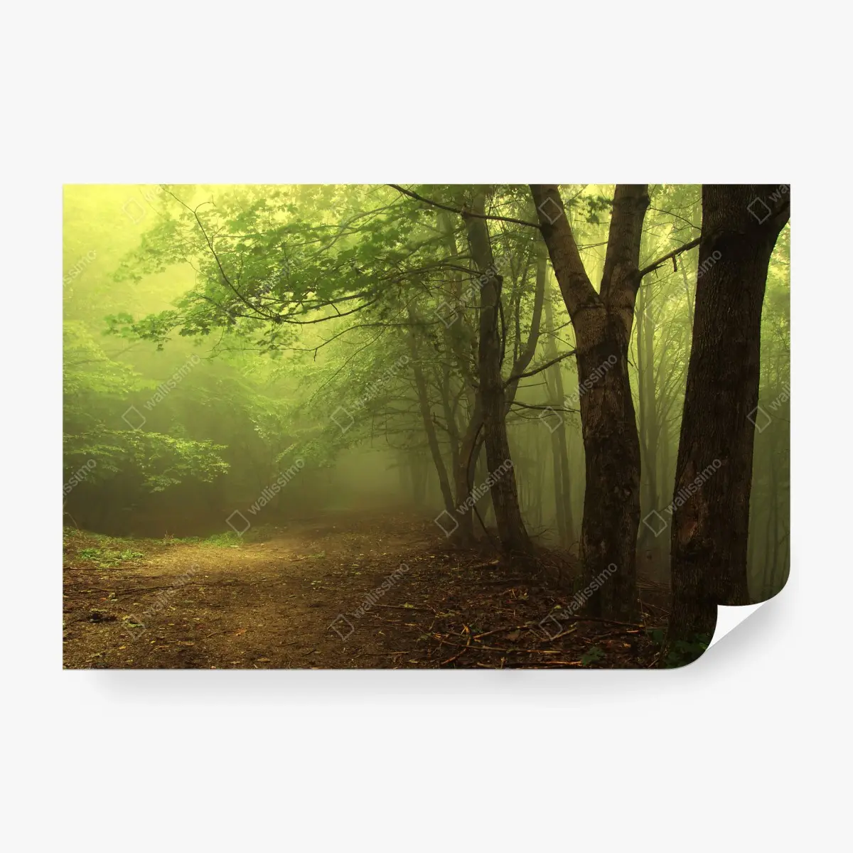 Fototapete nebliger waldweg im grünen – Wallnifity®