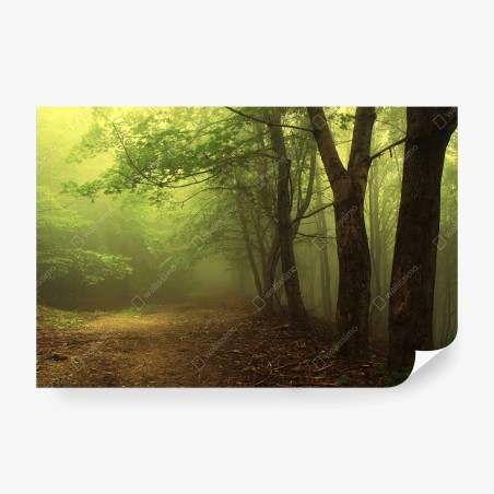 Fototapete nebliger waldweg im grünen – Wallnifity®