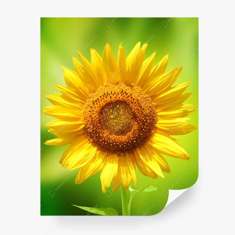 Blumen – Wallnifity®