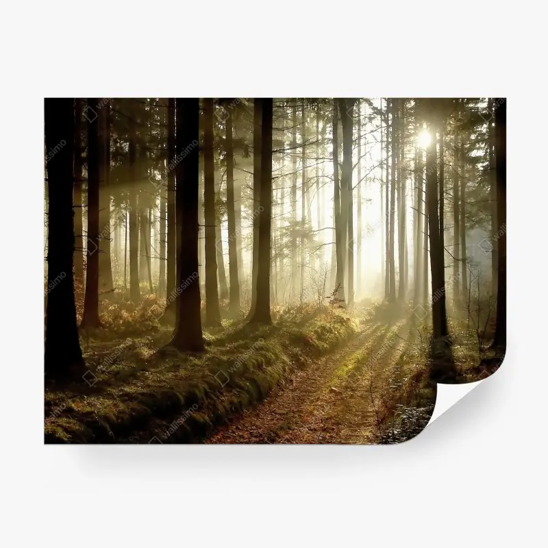 Wälder – Wallnifity®