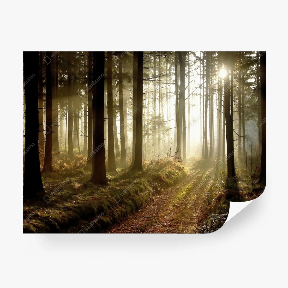 Fototapete sonniger waldpfad im morgennebel – Wallnifity®