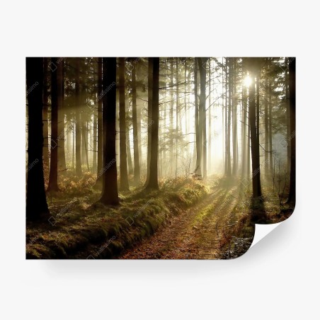 Fototapete sonniger waldpfad im morgennebel – Wallnifity®