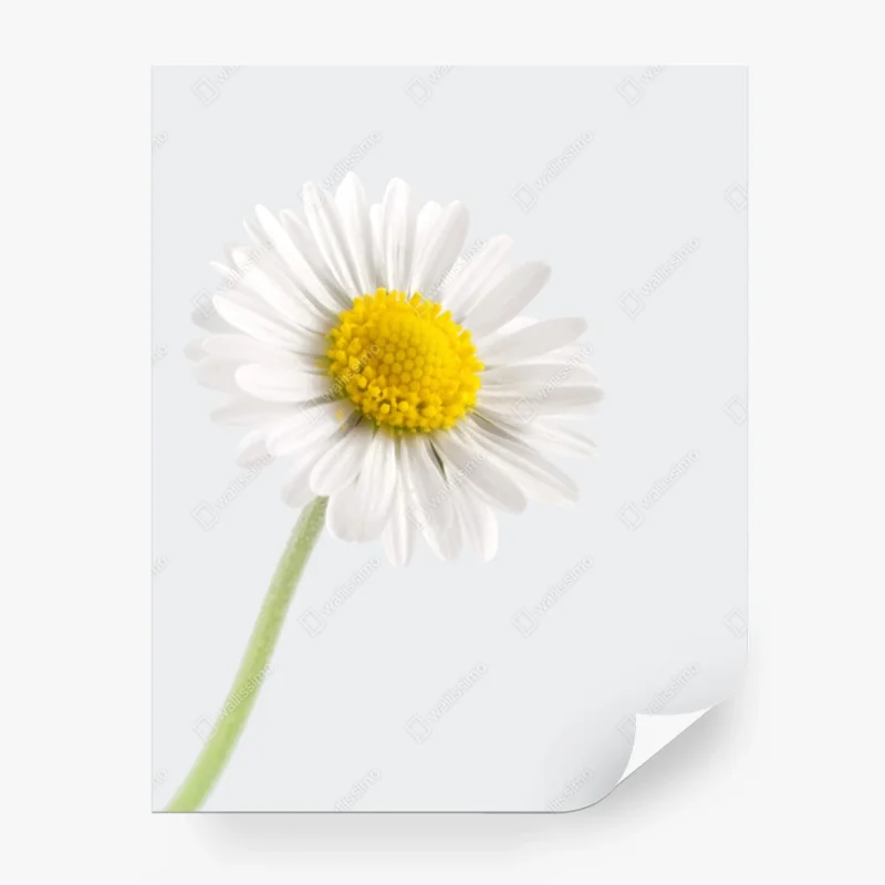 Blumen – Wallnifity®