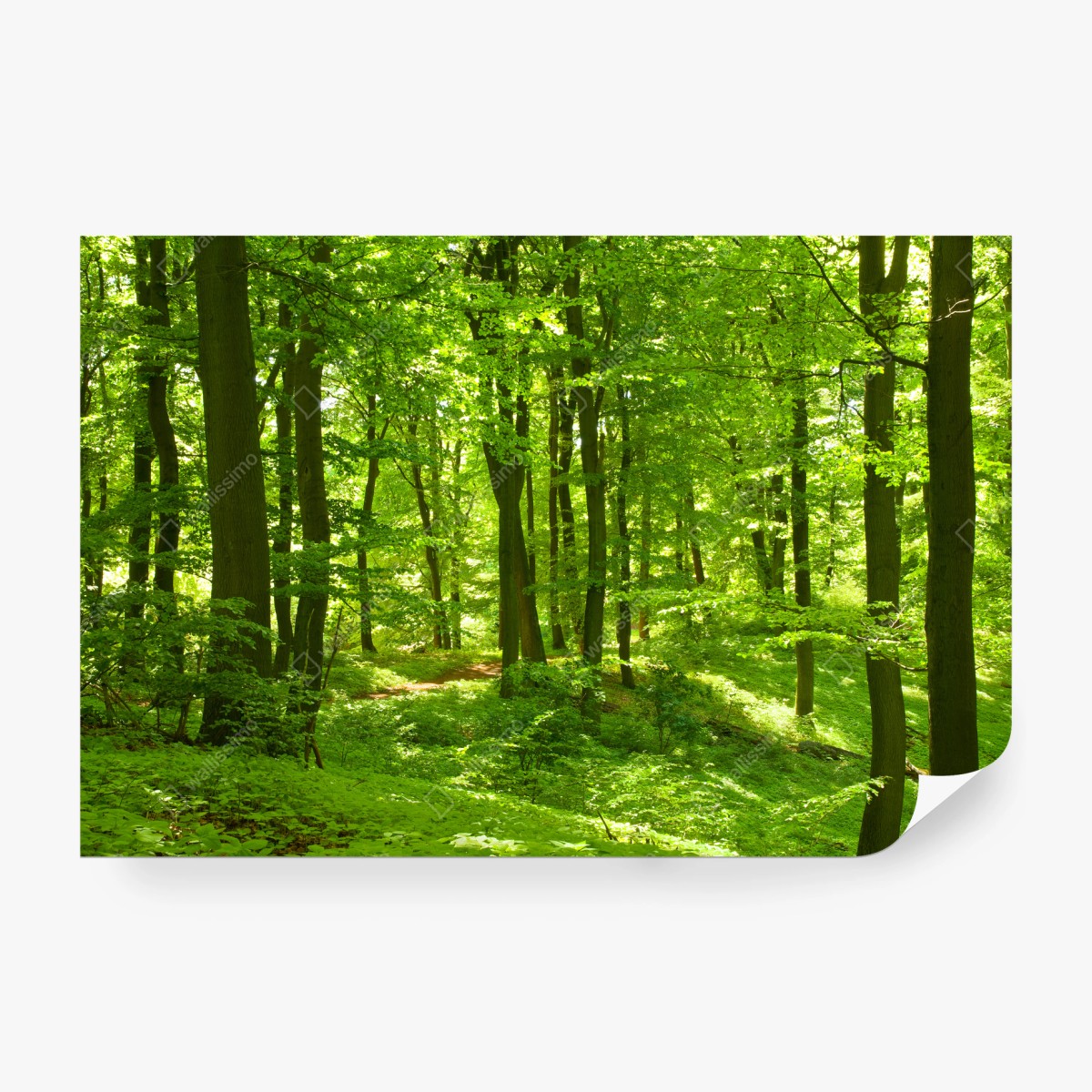 Fototapete üppiger grüner wald – Wallnifity® Fototapete üppiger grüner wald – Wallnifity®