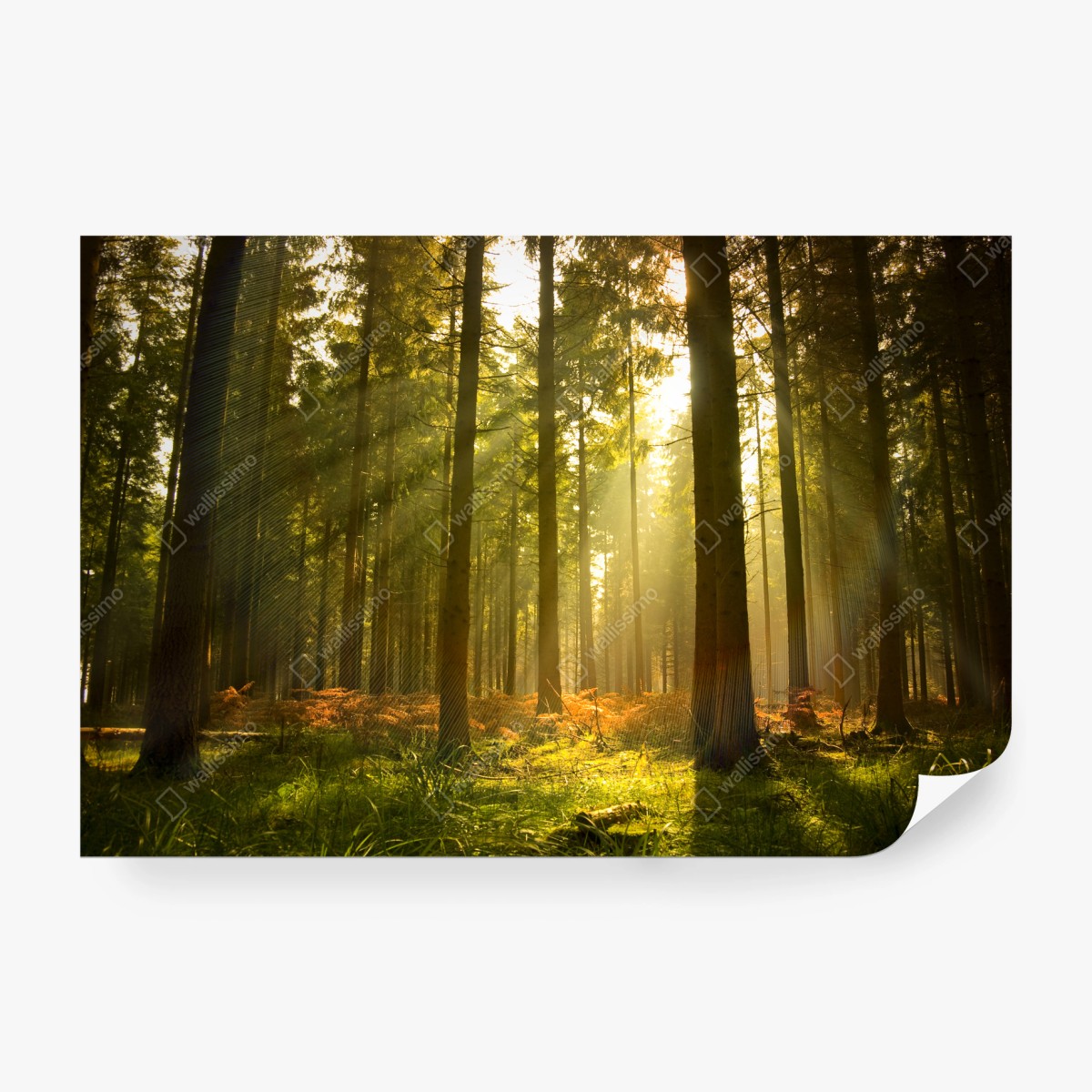 Fototapete goldener wald bei dämmerung – Wallnifity®