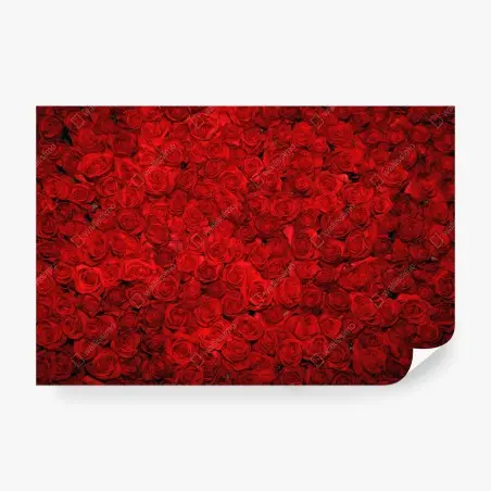 Fototapete meer aus roten rosen – Wallnifity®