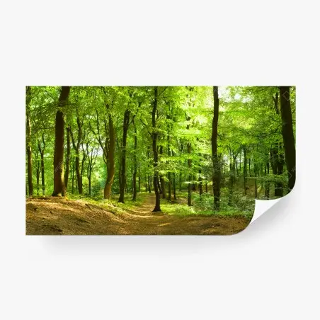 Fototapete ruhiger grüner waldweg – Wallnifity®