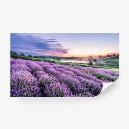 Fototapete lavendelfeld im dämmerlicht – Wallnifity®