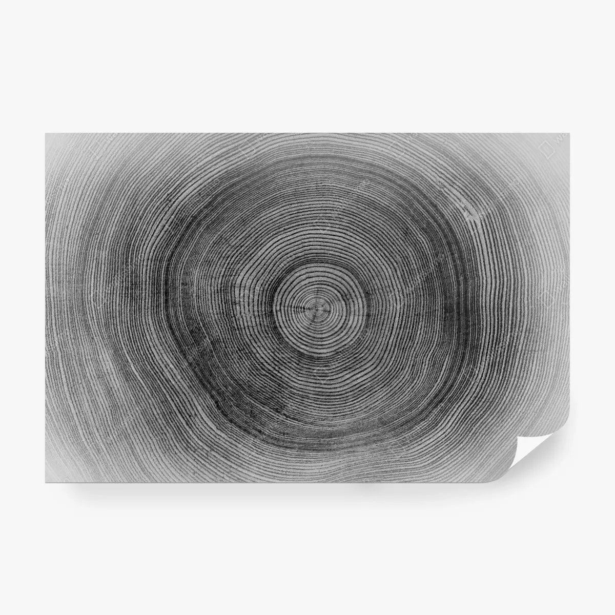 Fototapete monochrome baumringe textur – Wallnifity®