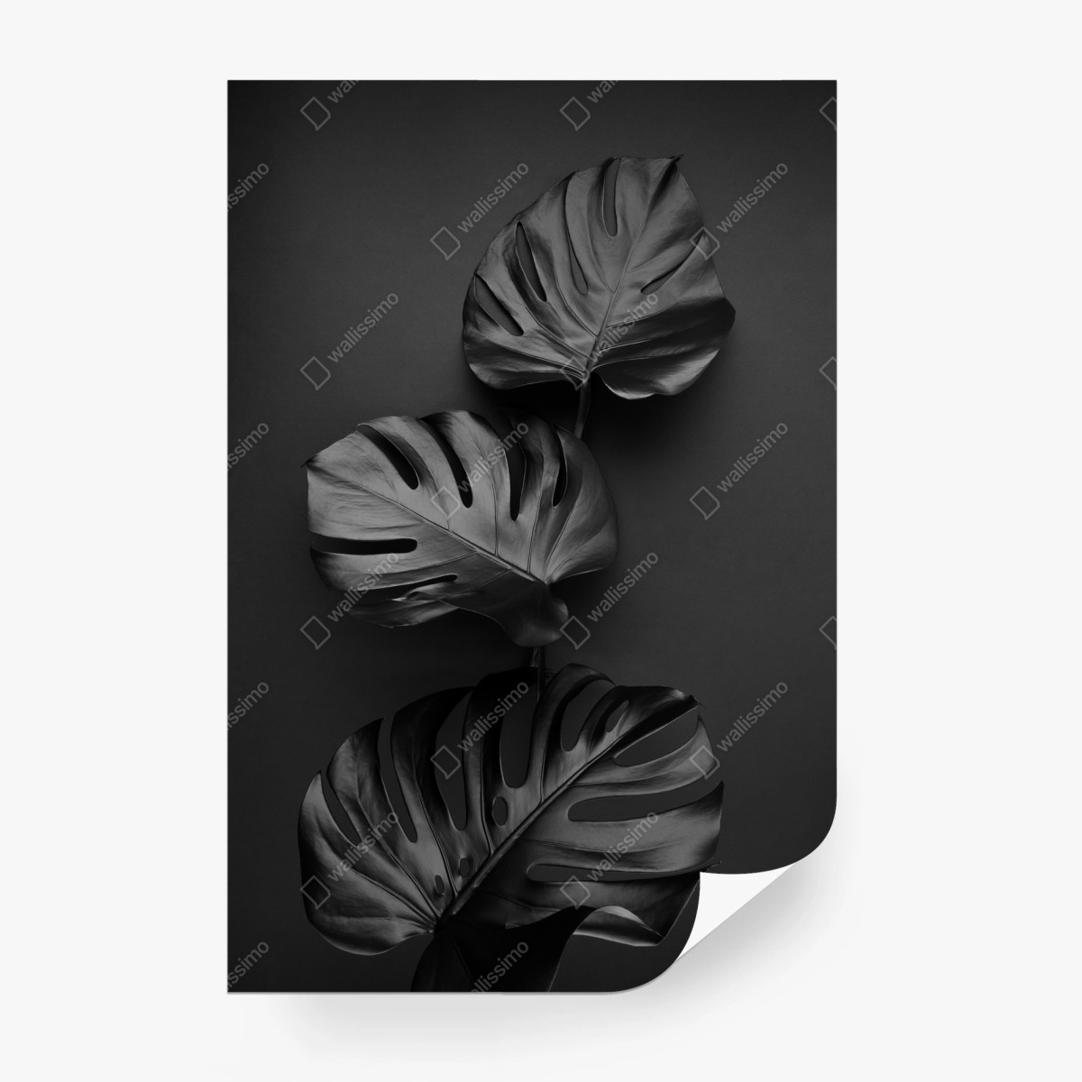 Fototapete schwarze monstera blätter komposition – Wallnifity® Fototapete schwarze monstera blätter komposition – Wallnifity®