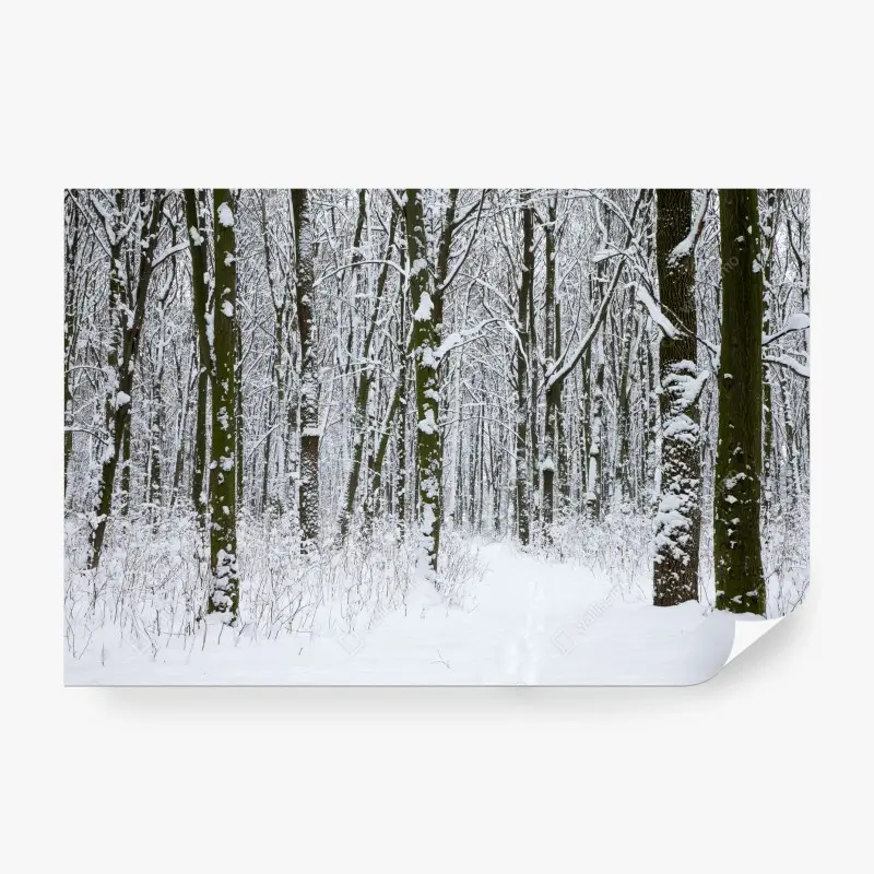 Wälder – Wallnifity®