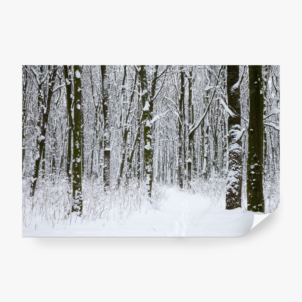Fototapete winterwald pfad im schnee – Wallnifity®