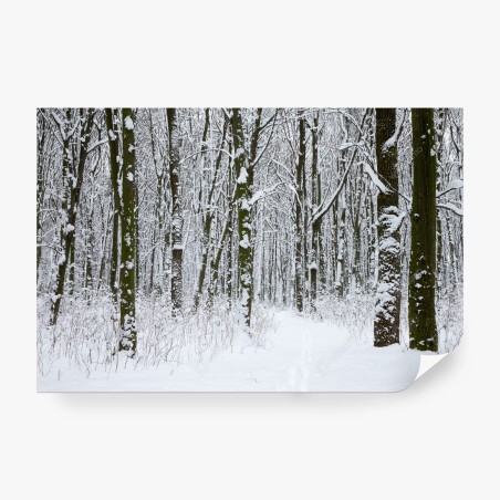 Fototapete winterwald pfad im schnee – Wallnifity®