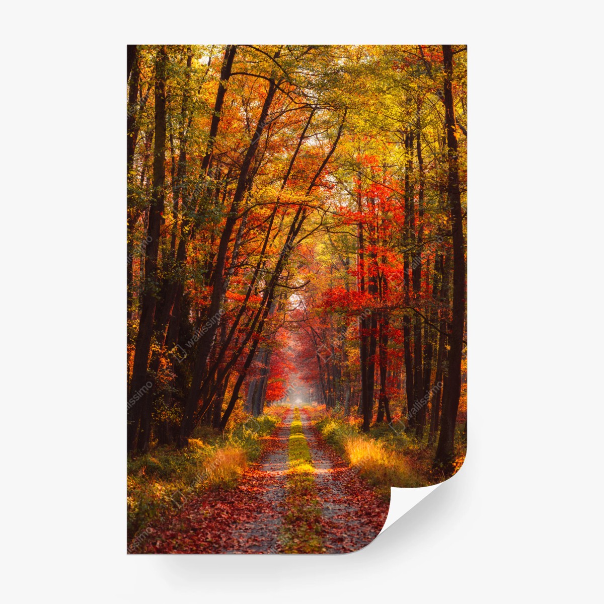 Fototapete goldener herbstwaldweg – Wallnifity®