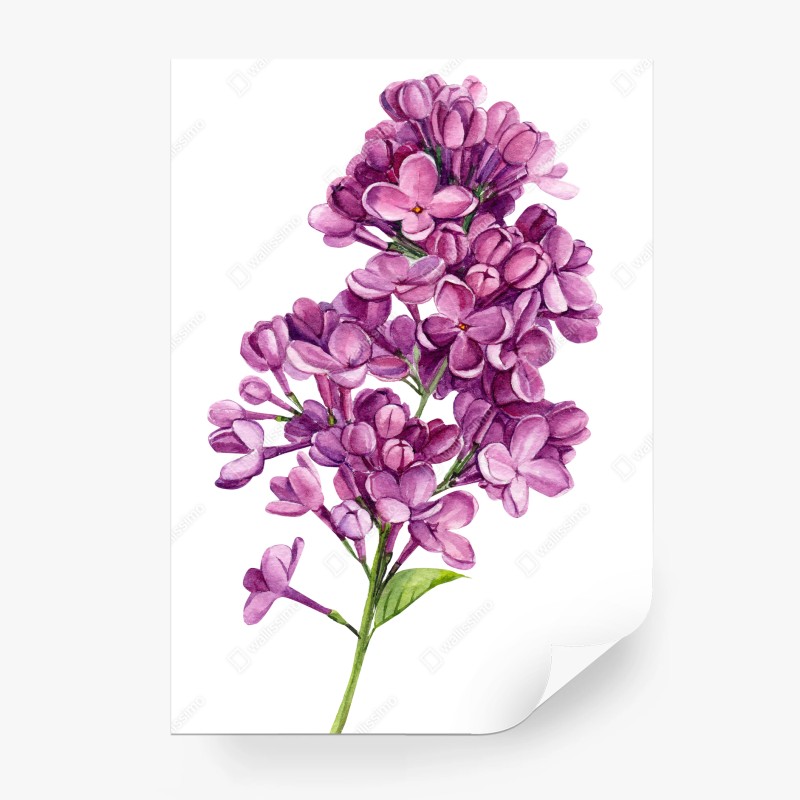 Fototapeten – Wallnifity®