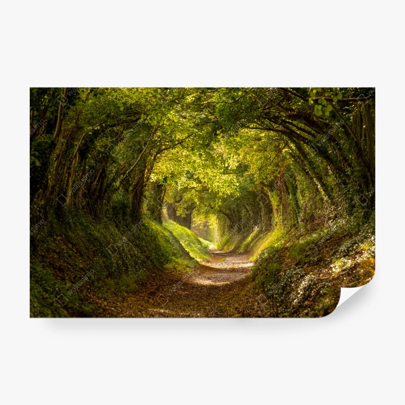 Fototapeten – Wallnifity®