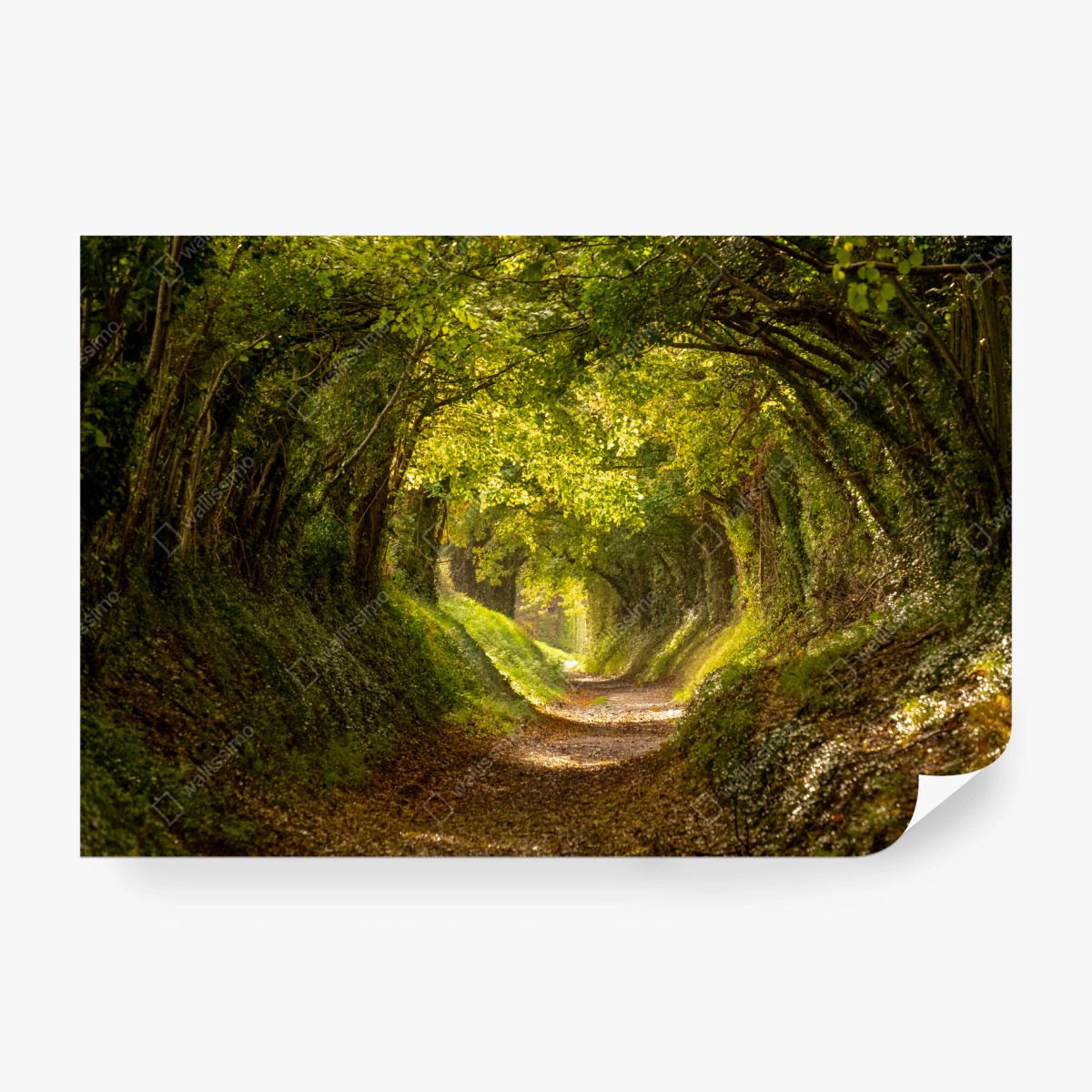 Fototapete sonniger waldtunnel – Wallnifity® Fototapete sonniger waldtunnel – Wallnifity®