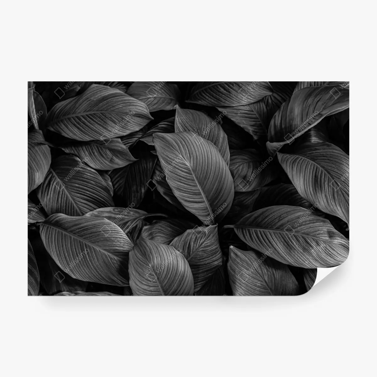 Fototapete monochrome tropische blätter – Wallnifity®