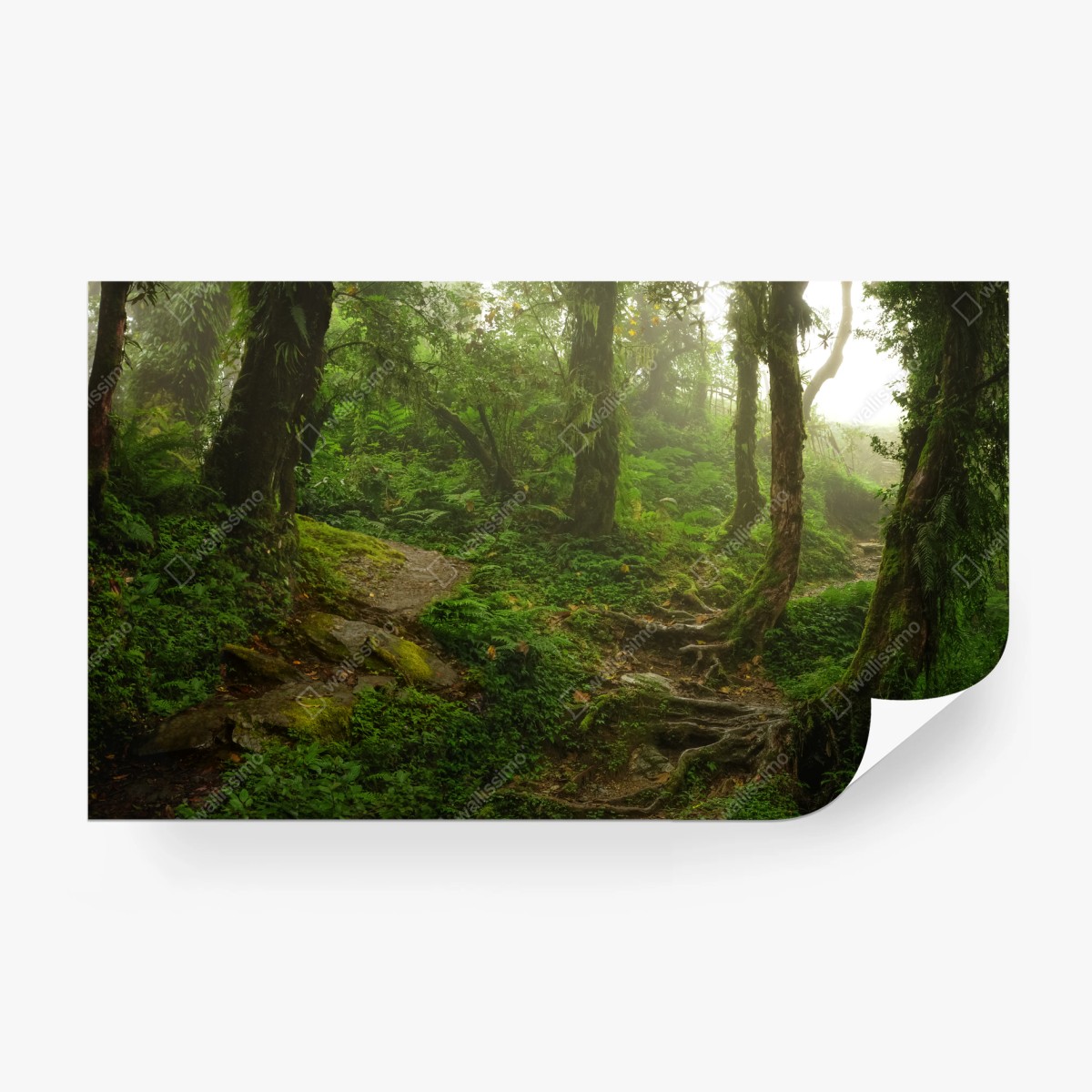 Fototapete nebliger grüner waldpfad – Wallnifity®