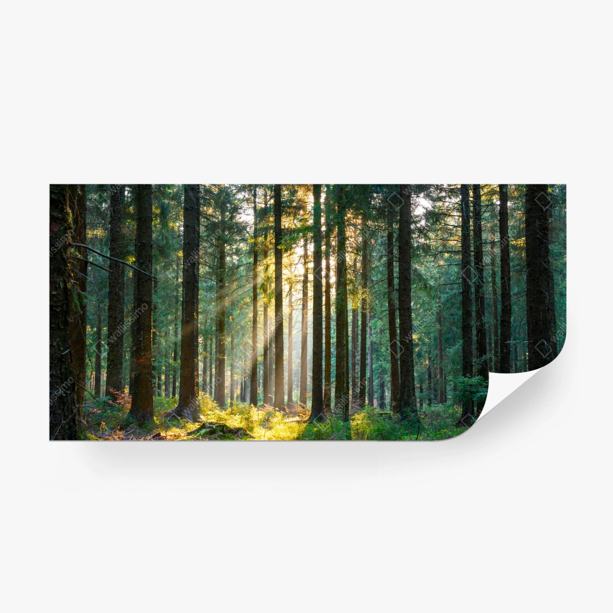 Fototapete stiller wald im sonnenlicht – Wallnifity®
