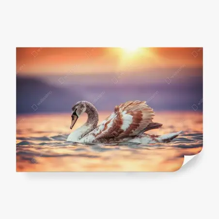 Fototapete anmutiger schwan bei sonnenuntergang – Wallnifity®