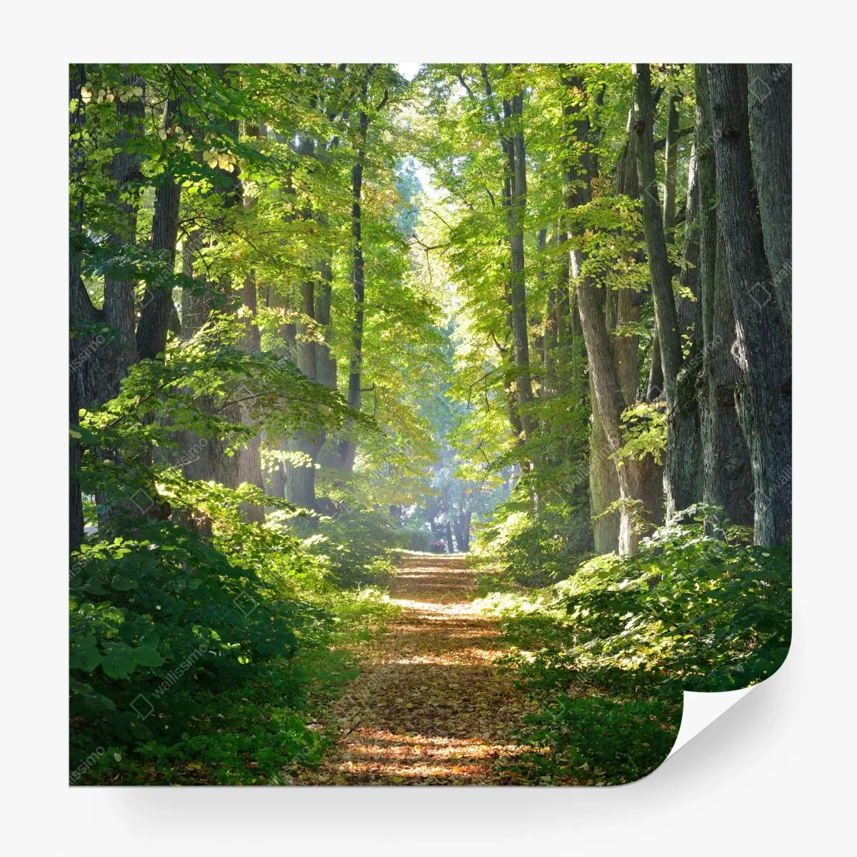 Fototapete sonniger waldweg im grünen – Wallnifity®