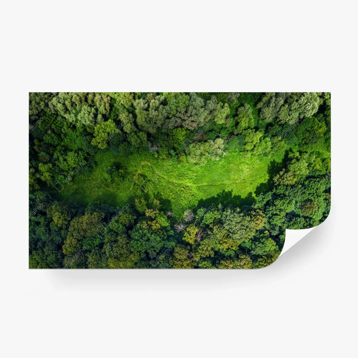 Fototapete luftaufnahme eines waldes mit wiese – Wallnifity®