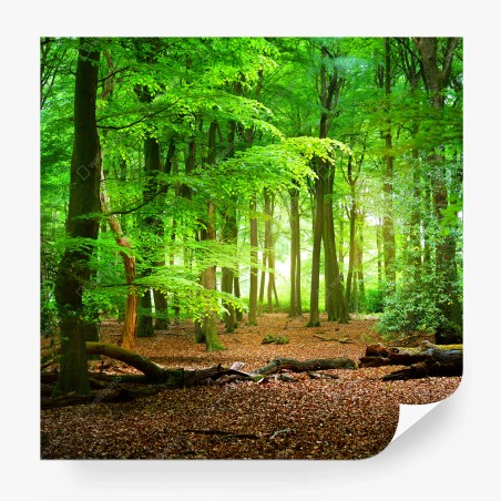 Fototapete sonnendurchfluteter grüner wald – Wallnifity®