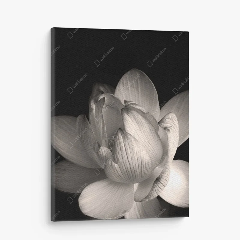 Leinwandbild zarter lotus in sepia – Wallnifity®