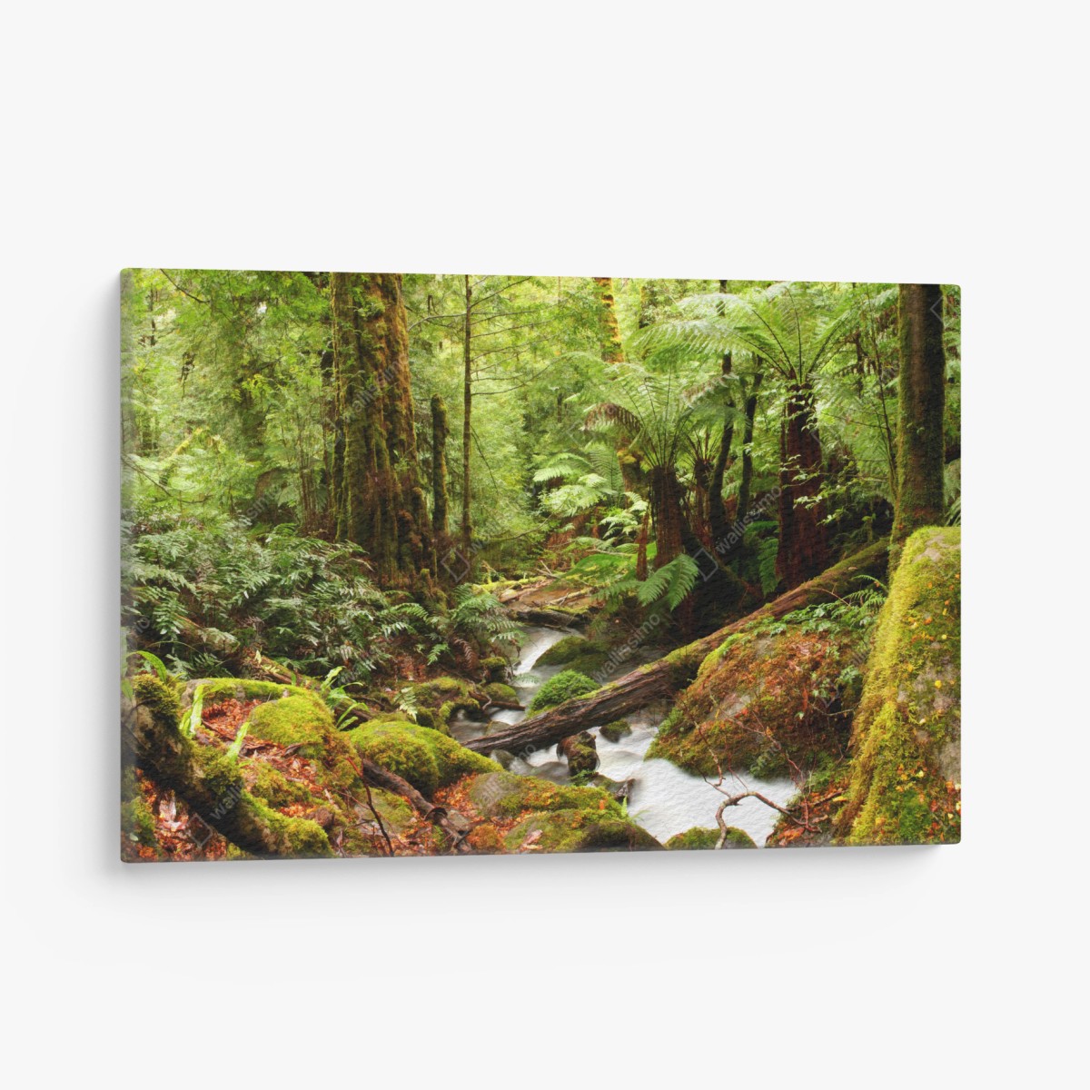Leinwandbild üppiger moosbewachsener regenwaldbach in Victoria – Wallnifity®