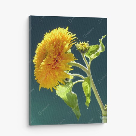 Leinwandbild goldene sonnenblume vor türkisgrünem hintergrund – Wallnifity®