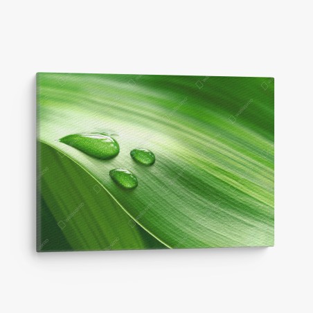 Leinwandbild frisches grünes blatt mit tauperlen – Wallnifity®