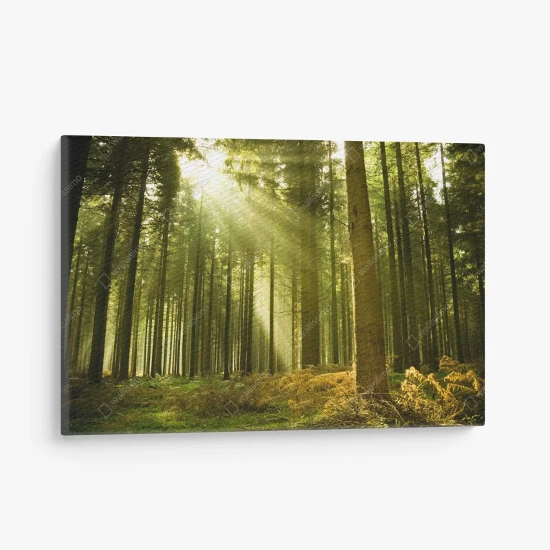 Leinwandbild sonnenbeschienener kiefernwald – Wallnifity® Leinwandbild sonnenbeschienener kiefernwald – Wallnifity®