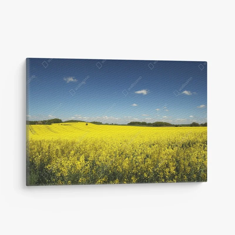 Leinwandbild weites gelbes rapsfeld unter blauem himmel – Wallnifity®
