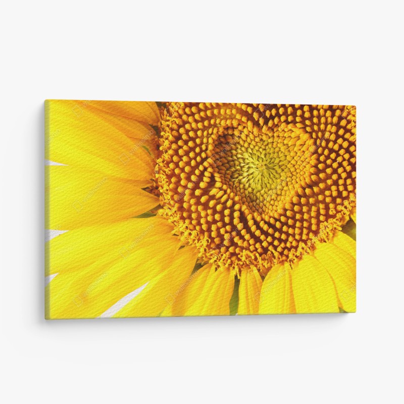 Leinwandbild sonnenblume mit herzförmiger mitte – Wallnifity®