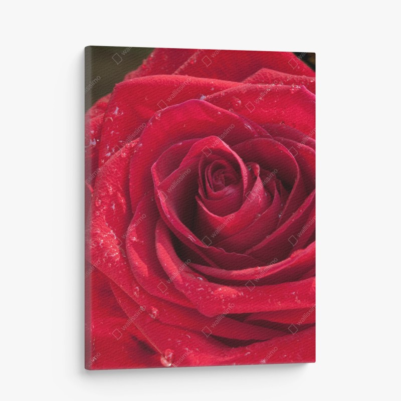 Leinwandbild rote rose nahaufnahme mit wassertropfen – Wallnifity®