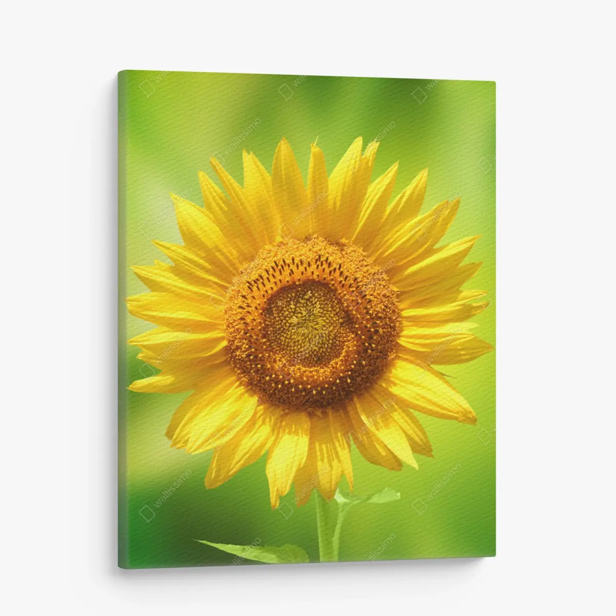 Leinwandbild leuchtende sonnenblume auf grünem hintergrund – Wallnifity® Leinwandbild leuchtende sonnenblume auf grünem hintergrund – Wallnifity®
