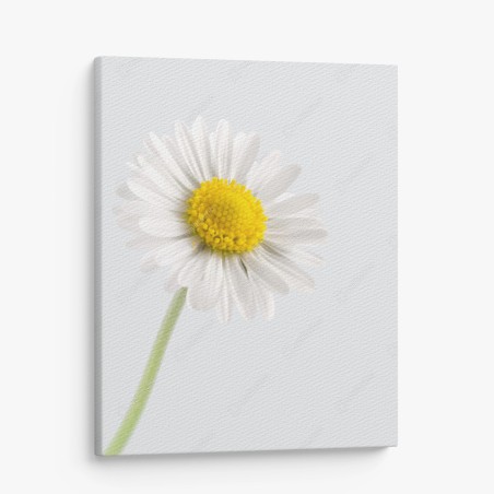 Leinwandbild weißes gänseblümchen auf zartem hintergrund – Wallnifity®