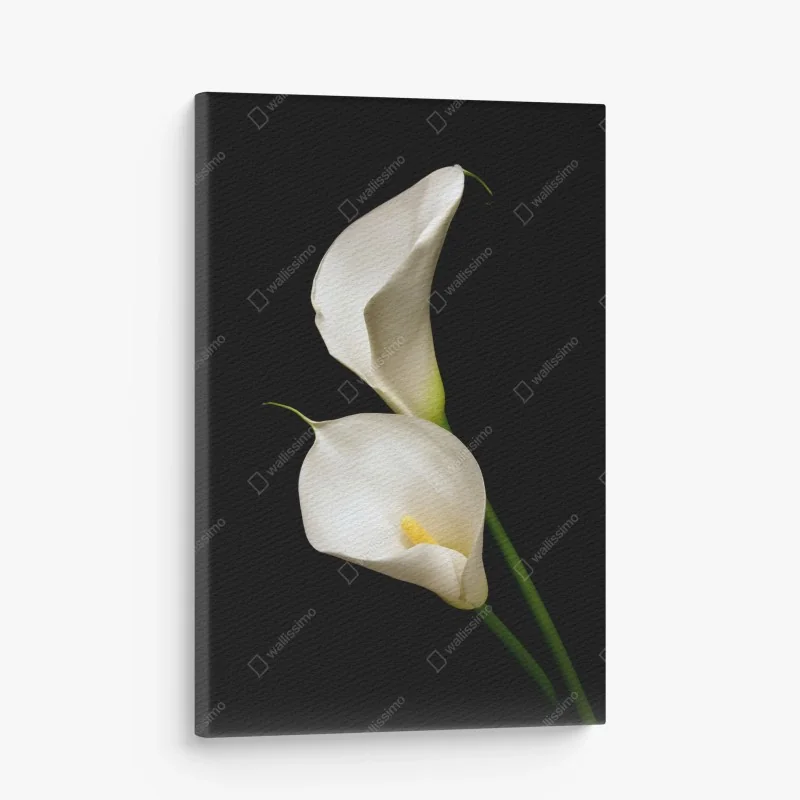 Leinwandbild elegante weiße calla auf schwarzem hintergrund – Wallnifity®