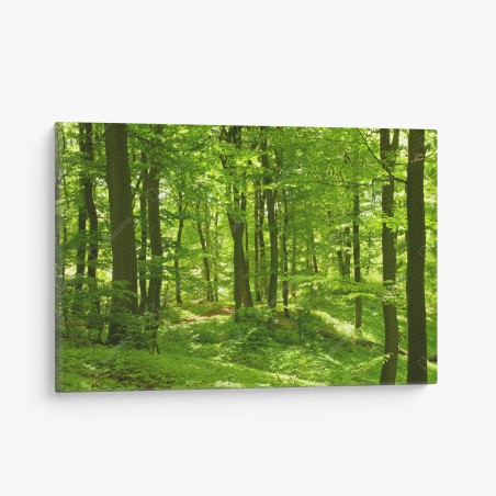 Leinwandbild üppiger grüner wald – Wallnifity®