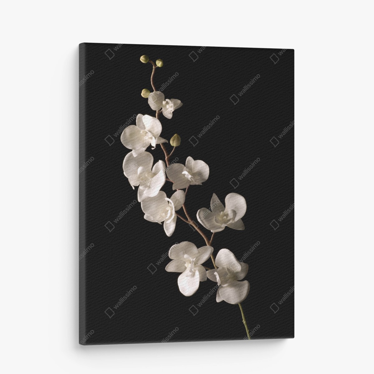 Leinwandbild zarte weiße orchidee auf schwarzem hintergrund – Wallnifity®