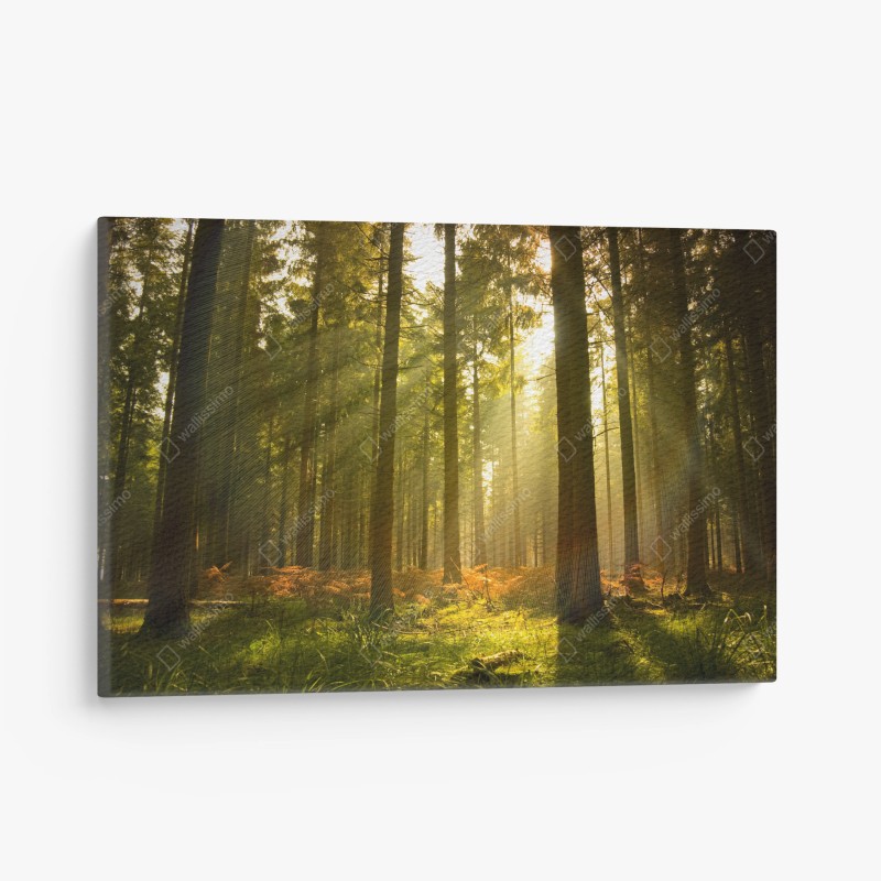 Leinwandbild goldener wald bei dämmerung – Wallnifity®