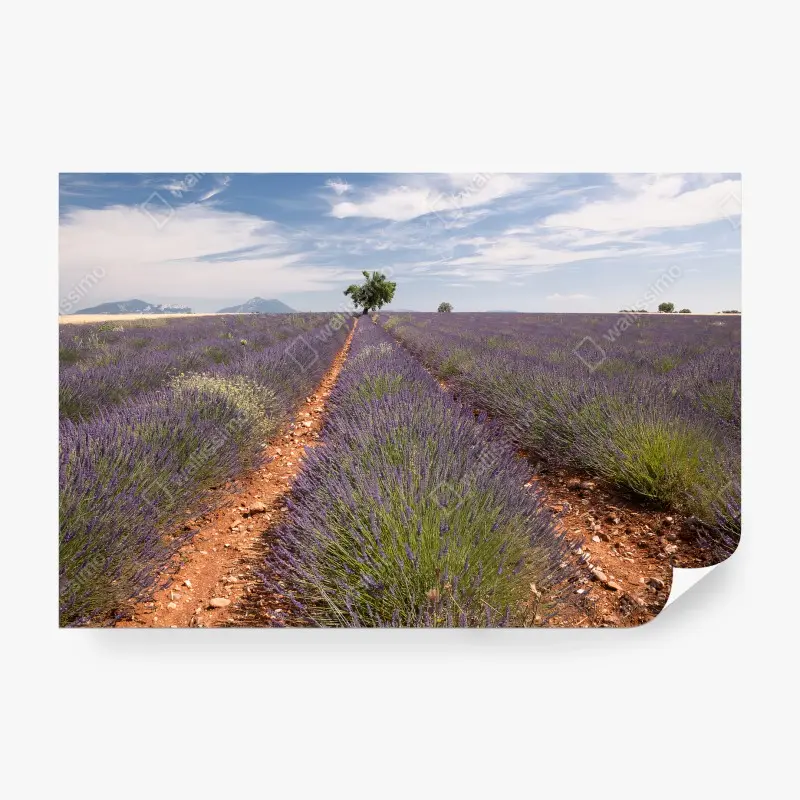 Blumen & Pflanzen – Wallnifity®