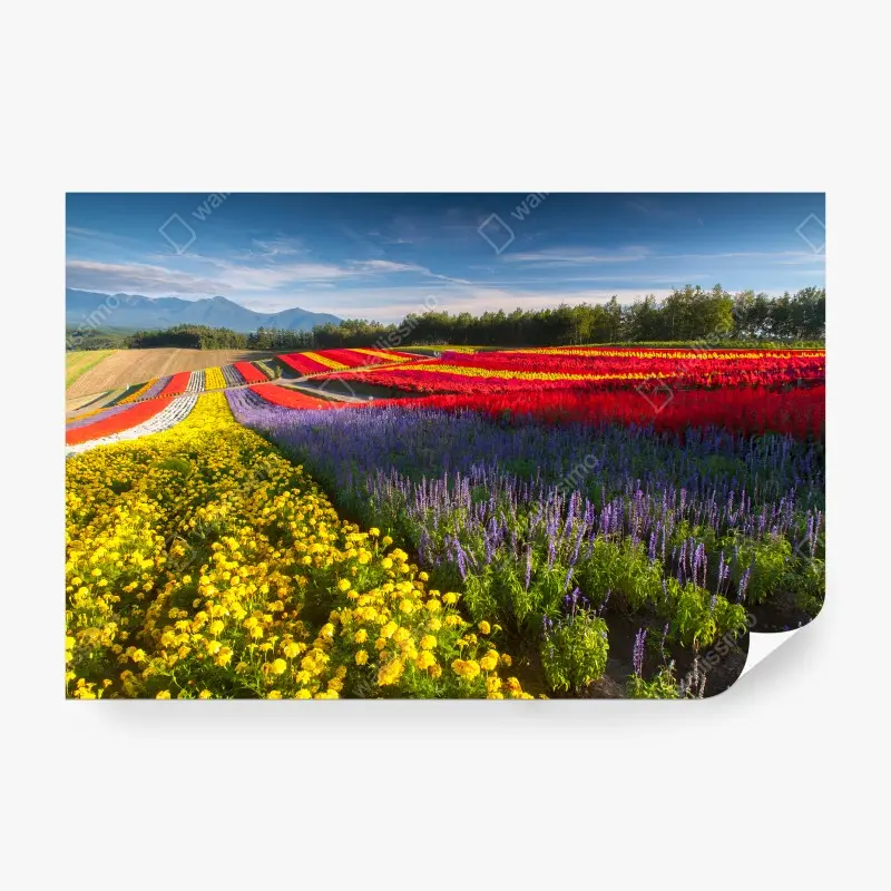 Fototapeten – Wallnifity®