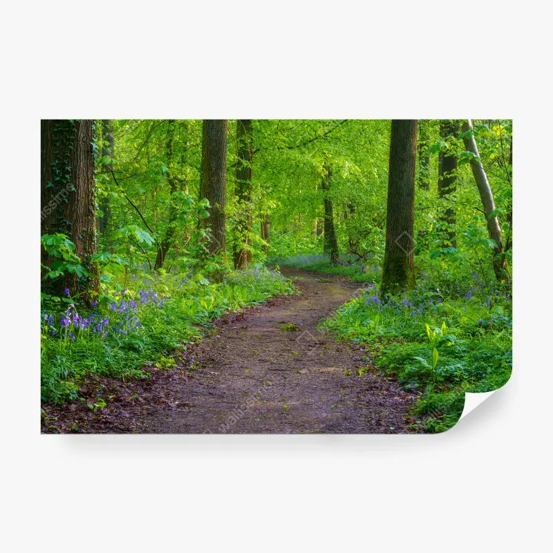 Wälder – Wallnifity®
